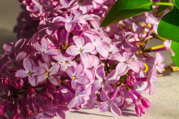 Beautiful blossoming lilac (syringa)