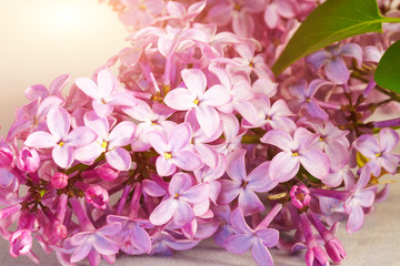 Naklejka na ściany i meble Beautiful blossoming lilac (syringa)