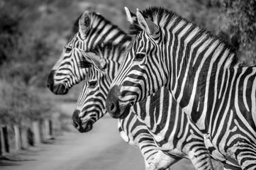 Fototapeta na wymiar Three Zebra posing for me in Africa