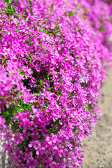 Fototapeta premium delicate pink flowers along the curbs on the lawn.