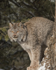 Canada Lynx at Triple D Game Farm Montana