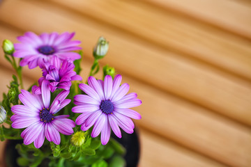 beautiful purple daisies with space for text