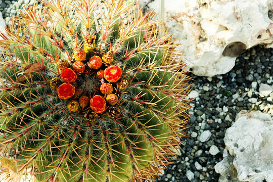 Fototapeta Top view on blossoming cactus. Close up