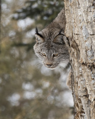 Canada Lynx at Triple D Game Farm Montana