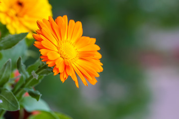 beautiful orange daisy in the garden