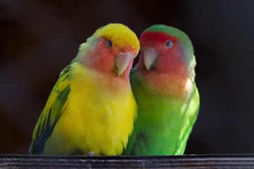 Fototapeta na wymiar Two Rosy-faced lovebirds in love
