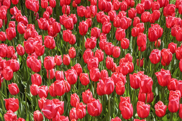 Many pink tulips blossom in the park