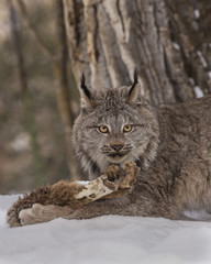 Canada Lynx at Triple D Game Farm Montana