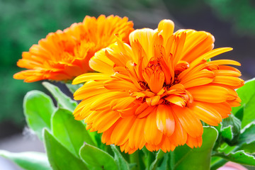beautiful orange daisy in the garden
