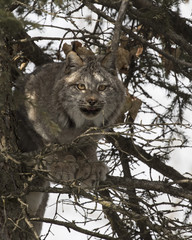 Canada Lynx at Triple D Game Farm Montana