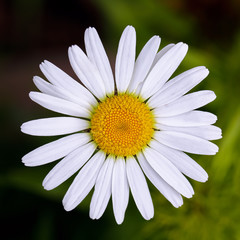 Fototapeta premium Chamomile close up