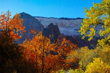 Autumn Fall Colors in Foliage of Zion National Park, Utah