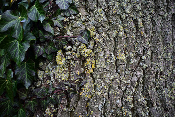 Green ivy and moss slowly overgrow a tree