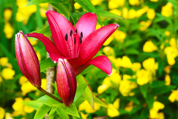 Background with set of lilies