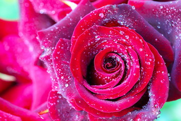 Drops of water on the rose