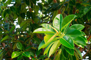 Tripical leaves background
