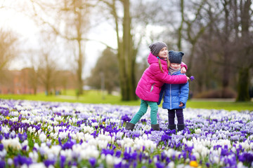Two little sisters picking crocus flowers on beautiful blooming crocus meadow on early spring