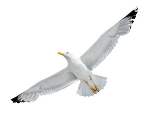 Seagull isolated on white