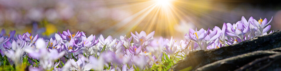 Wiese mit zarten Blumen im Frühling