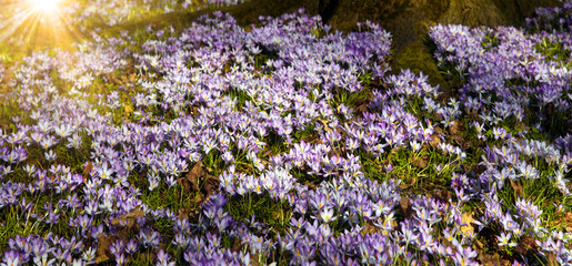 Wiese mit zarten Blumen im Frühling