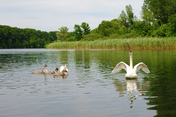Swan family in natural habitat lake water 