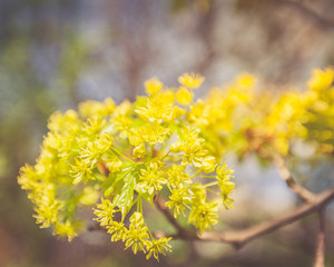 Yellow Linden Flower Branch Sunny Day