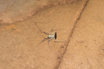Whip spider inside the snake cave Tam Ngu in the national park Khao Sok in the south of Thailand