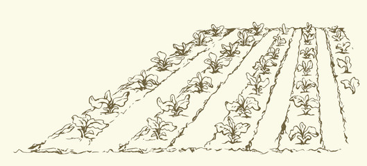 Obraz premium Garden beds. Vector drawing