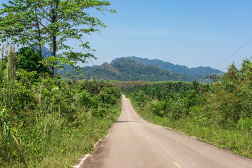 Plantations of rubber trees and oil palms on the way to the mountains of the national park Khao Sok