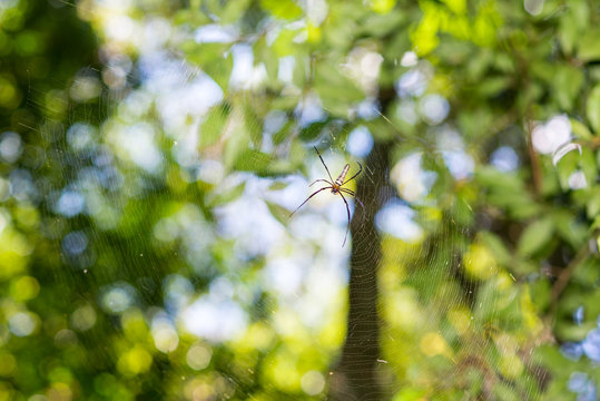 Huge web with silk spider in the jungle of the national park Khao Sok in Thailand