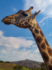 Close up profile of a Giraffe