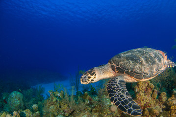 Fototapeta premium A hawksbill turtle swimming in its natural habitat which is the tropical reef system in the Caribbean. The turtle exists within the ecosystem and lives off the reef