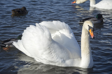 Naklejka premium schwan schwimmt am nymphenburgerkanal