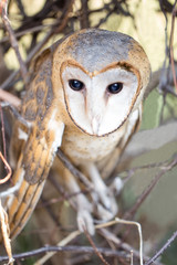 A beautiful owl perched on a branch and focus with eye.