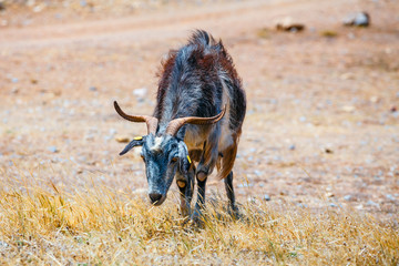 Domestic goat on Crete Island, Greece