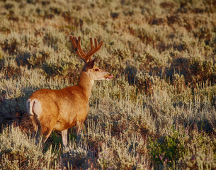 With tongue out a mule deer with velvet antlers feeds in a sagebrush flat.