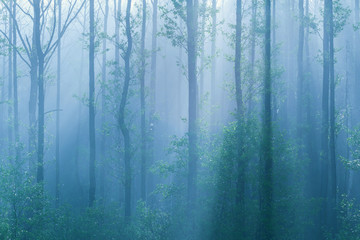 Tajemniczy las. © zibin
