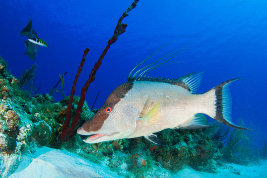Caribbean reef in the Cayman Islands. The fish likes to dig in the sand for food, it's main predator is humans due to many people liking the taste of their meat