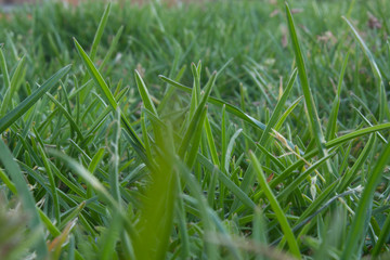 Grass level