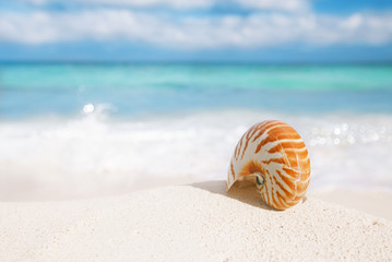 nice and shine sea shell on  beach with perfect seascape