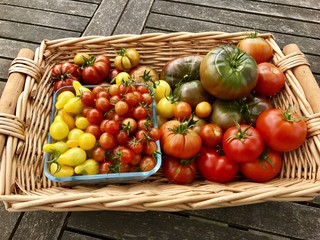 Tomates du jardin