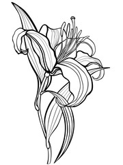 Lily, flower. Line drawing. For coloring, coloring book for adult and older children