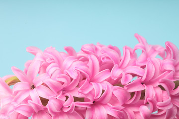 Hyacinth Pink Surprise Dutch Hyacinth. Spring flowers. The perfume of blooming hyacinths is a symbol of early spring. Closeup.Texture.On clolored cyan background.Pink flowers