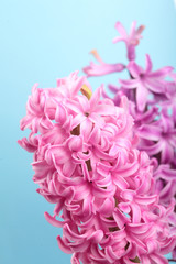 Hyacinth Pink Surprise and violet Dutch Hyacinth . Spring flowers. The perfume of blooming hyacinths is a symbol of early spring. Closeup.Texture.On clolored cyan background.Pink flowers