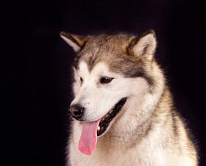 Dog breed Alaskan malamute portrait on black background