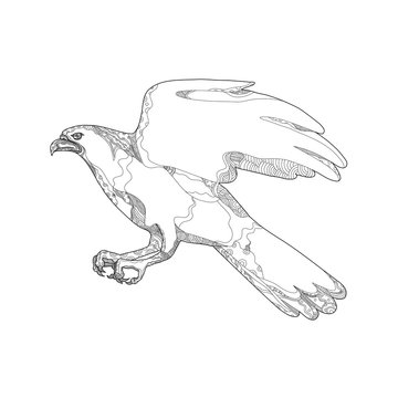 recommend clip art: Northern Goshawk Swooping Doodle Art