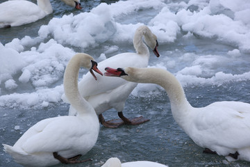 Mute Swans in a Cold, Snowy Blue River