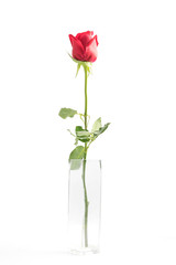 red roses on white background