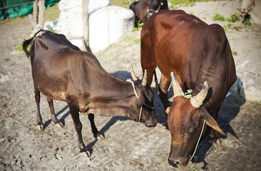 Indian Cows