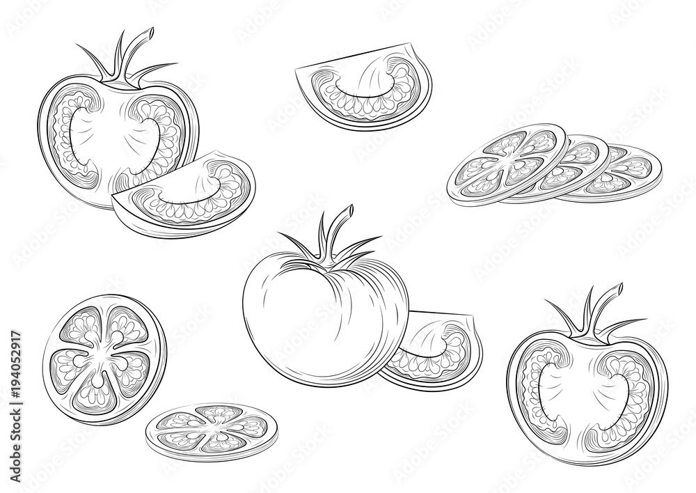 Wall mural Tomatoes. Engraving vintage vector illustration